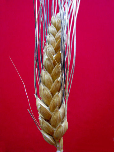 russello